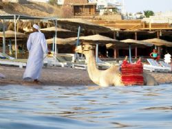 Camel taking a swim, taken at Sharksbay with Olympus SP350. by Anel Van Veelen 